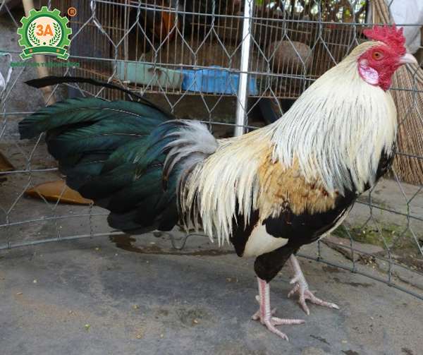 Giống gà thịt ngon nhất (08)