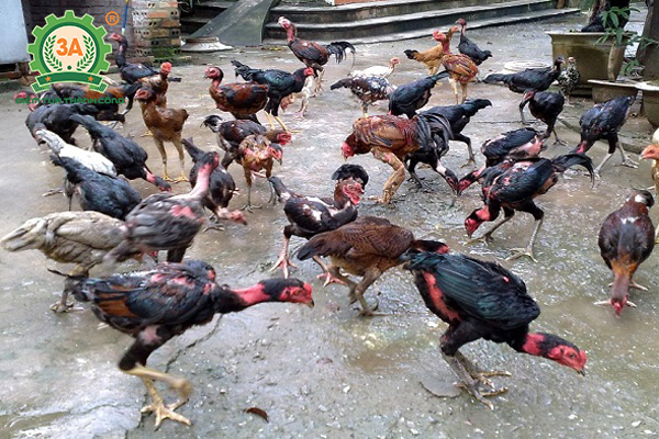 Giống gà thịt ngon nhất (10)