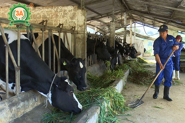 Vì sao phải xử lý chất thải chăn nuôi?