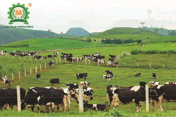 Một số biện pháp xử lý chất thải chăn nuôi hiệu quả hiện nay