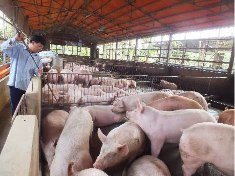 Áp dụng "công nghệ xanh" - hướng đi mới trong chăn nuôi của bà con
