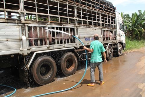 Áp dụng "công nghệ xanh" - hướng đi mới trong chăn nuôi bền vững