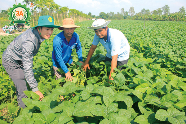 Kỹ thuật trồng đậu tương (02)
