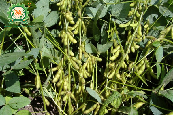 Kỹ thuật trồng đậu tương (03)