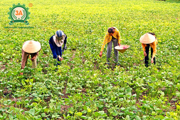 Kỹ thuật trồng đậu tương (06)