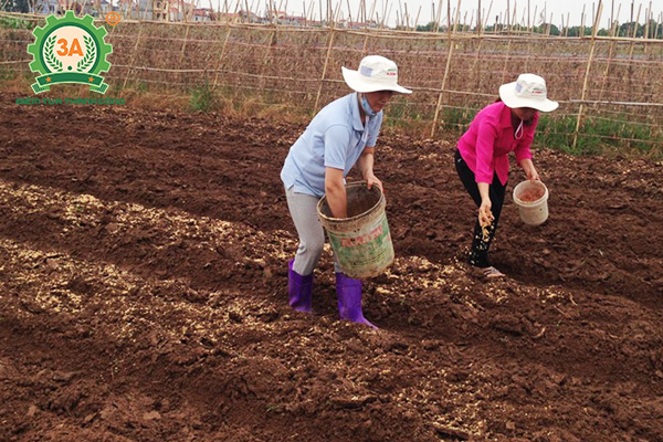 Kỹ thuật trồng đậu tương (07)
