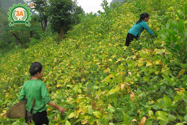 Kỹ thuật trồng đậu tương (08)