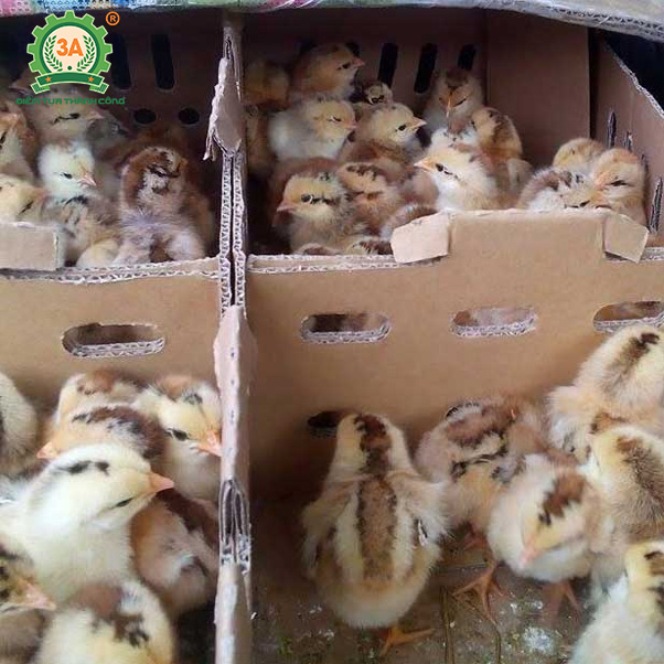 Kỹ thuật chăn nuôi gà mía (02)