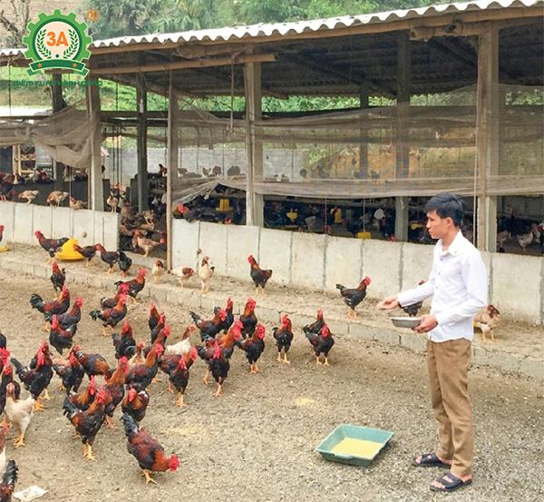 Kỹ thuật chăn nuôi gà mía (03)