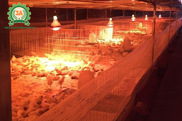 Kỹ thuật chăn nuôi gà mía (05)