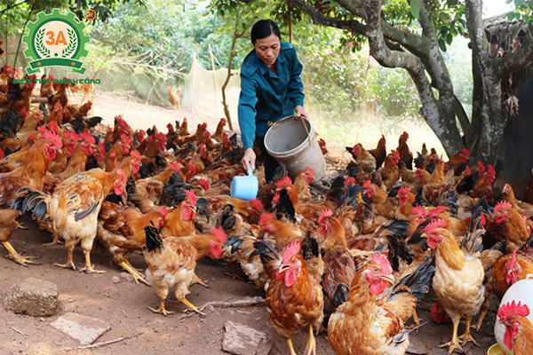 Kỹ thuật chăn nuôi gà mía (08)