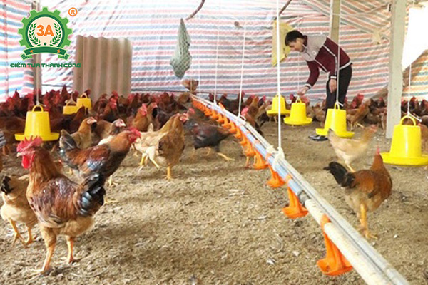 Kỹ thuật chăn nuôi gà mía (09)