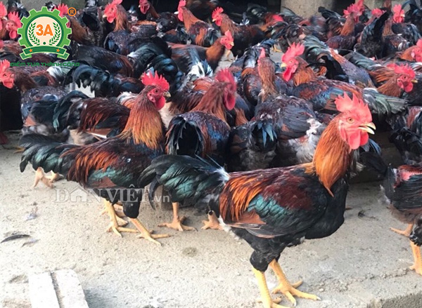 Kỹ thuật chăn nuôi gà mía (10)