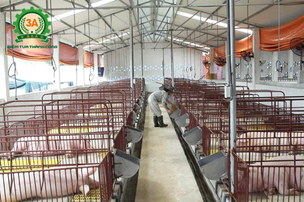 Kỹ thuật chăn nuôi lợn thịt