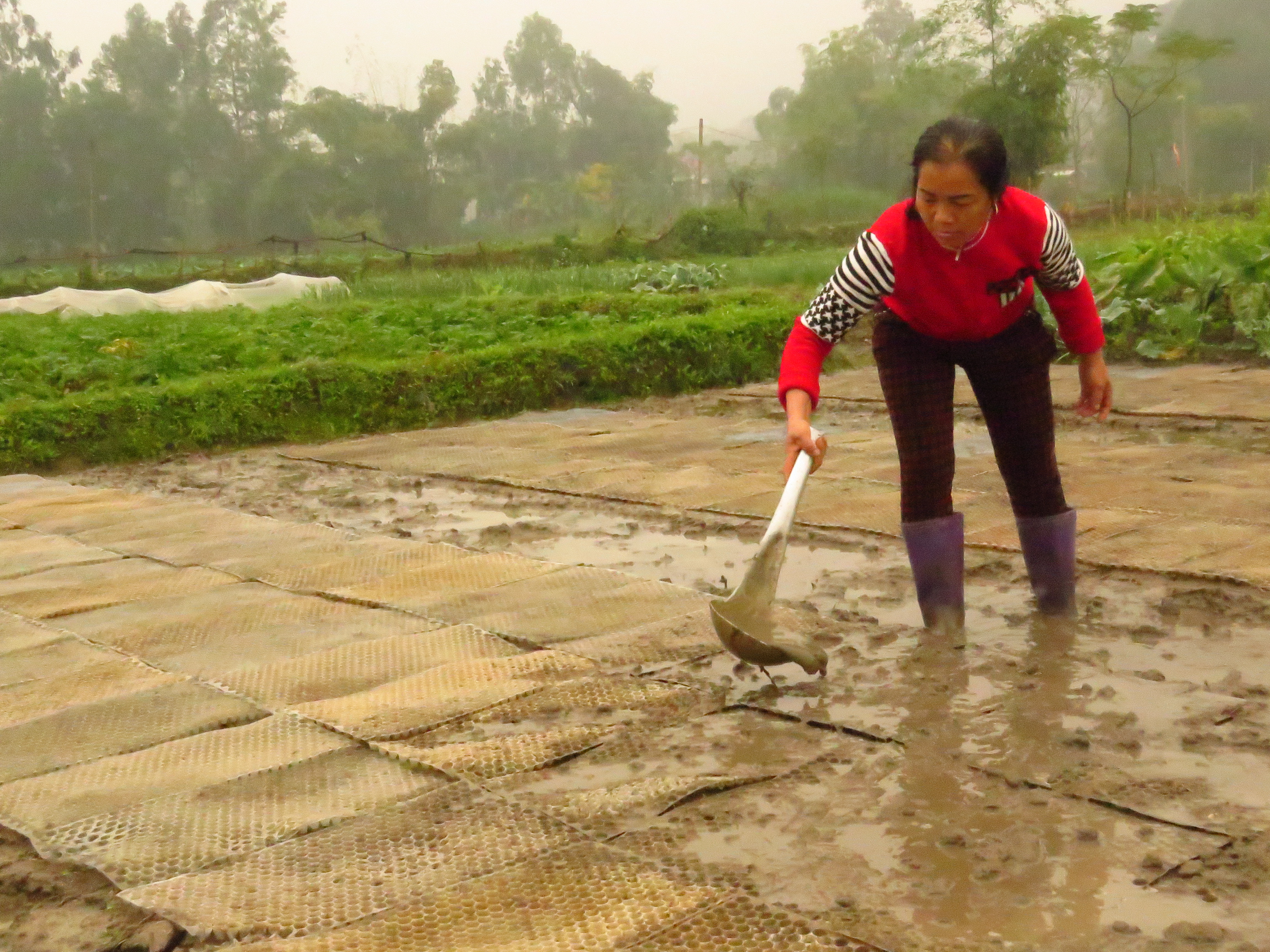 Kỹ thuật gieo mạ khay cấy đứng