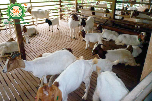 Kỹ thuật làm chuồng nuôi dê chi tiết