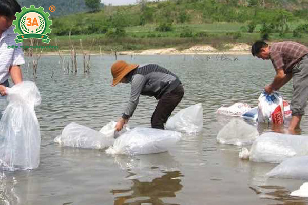 Kỹ thuật nuôi cá rô phi đơn tính: Thả cá rô phi giống