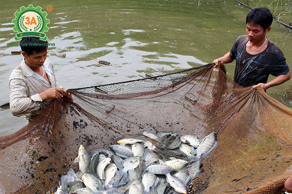 Kỹ thuật nuôi cá rô phi đơn tính: Phương pháp thu hoạch