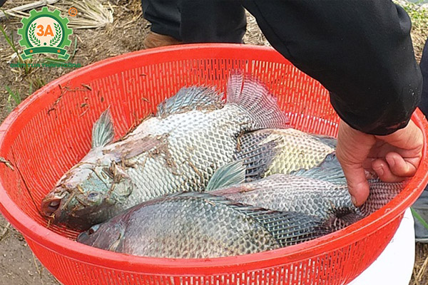 Kỹ thuật nuôi cá rô phi đơn tính: Cá thu hoạch