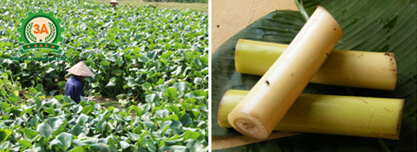 Kỹ thuật nuôi cá trắm cỏ: Bèo tây, cây chuối cá trắm cỏ đều có thể ăn được