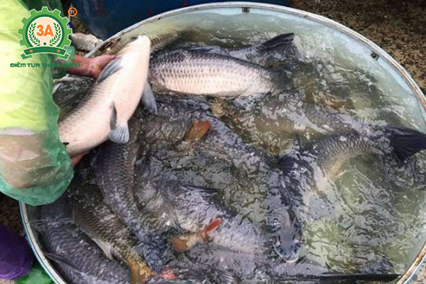 Kỹ thuật nuôi cá trắm đen: Thu hoạch cá trắm đen