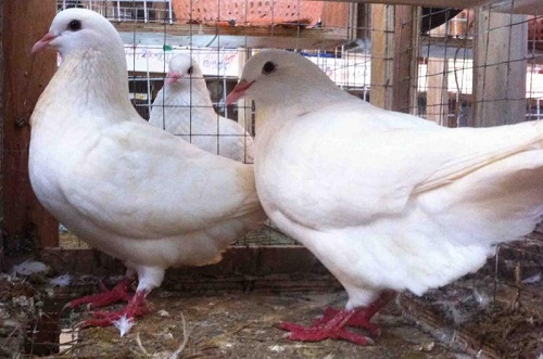 kỹ thuật nuôi chim bồ câu sinh sản - chọn giống