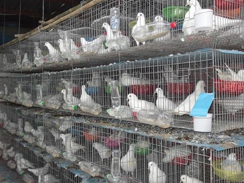 kỹ thuật nuôi chim bồ câu sinh sản - chuồng nuôi
