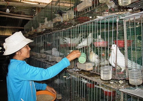 kỹ thuật nuôi chim bồ câu sinh sản - thức ăn cho chim