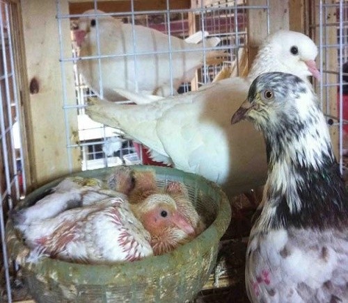 kỹ thuật nuôi chim bồ câu sinh sản - chăm sóc chim bồ câu