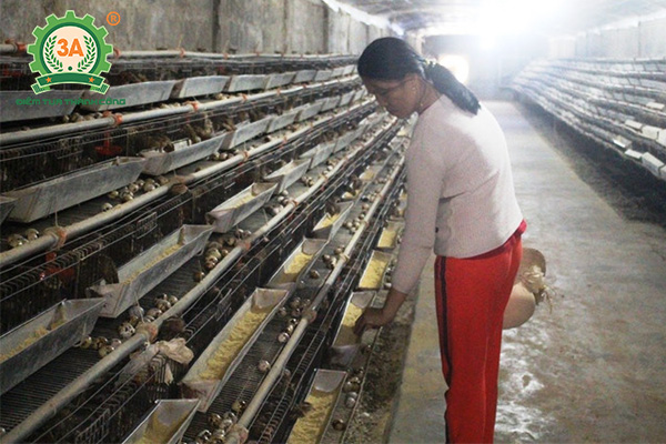 Kỹ thuật nuôi chim cút đẻ trứng (02)