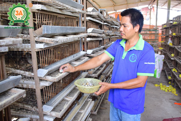 Kỹ thuật nuôi chim cút đẻ trứng (05)