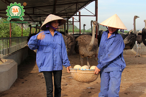 Kỹ thuật nuôi đà điểu (02)