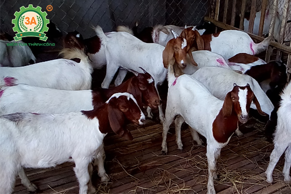 Kỹ thuật nuôi dê nhốt chuồng: Dê Boer