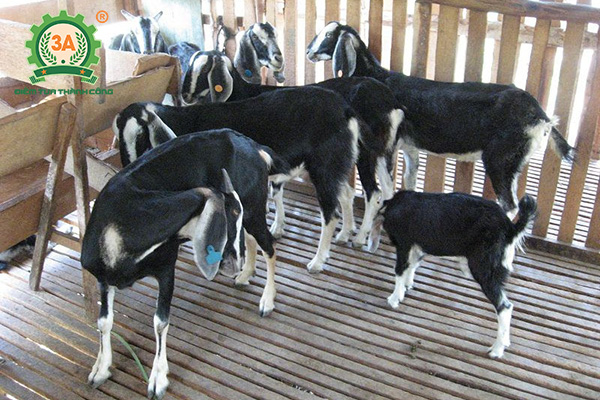 Kỹ thuật nuôi dê nhốt chuồng: Dê Bách Thảo