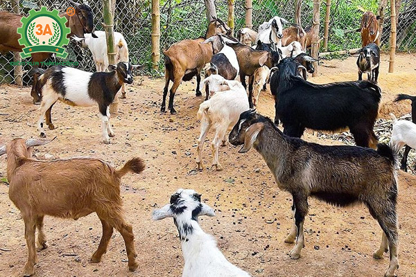 Kỹ thuật nuôi dê nhốt chuồng: Giống dê cỏ (dê địa phương)