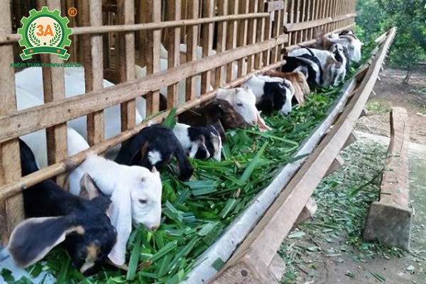 Kỹ thuật nuôi dê nhốt chuồng: Đàn dê đang ăn cỏ