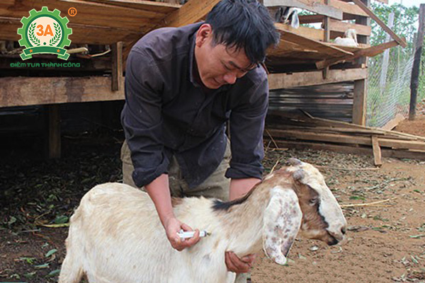 Kỹ thuật nuôi dê nhốt chuồng: Tiêm phòng cho dê
