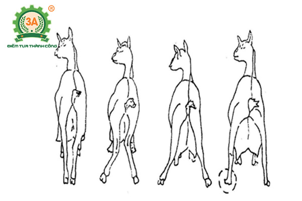 Kỹ thuật nuôi dê sinh sản: Dê không đạt tiêu chuẩn