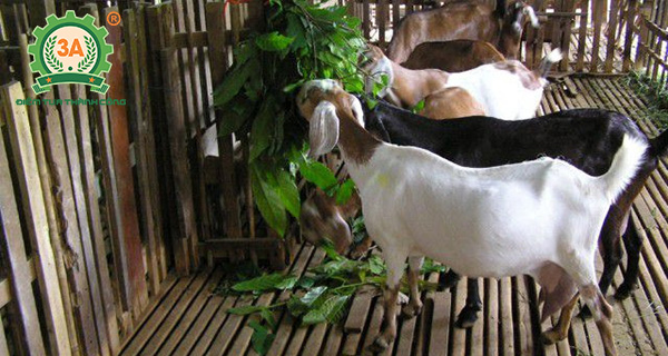 Kỹ thuật nuôi dê sinh sản: Thức ăn cho dê