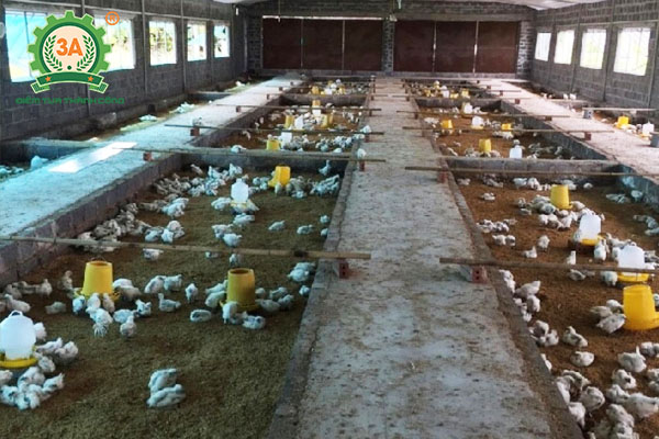 Kỹ thuật nuôi gà ác (02)