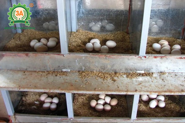 Kỹ thuật nuôi gà ác (03)