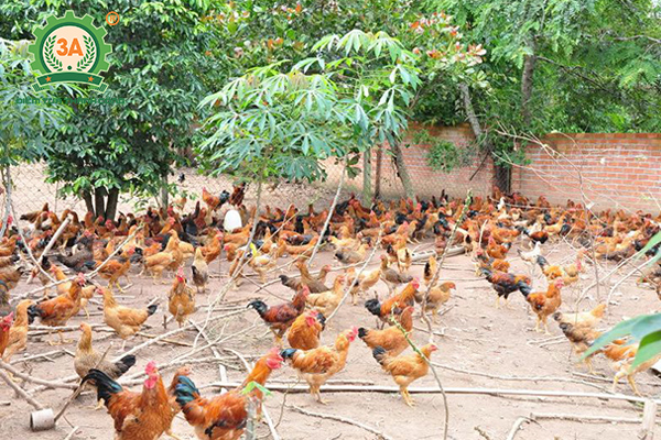 Kỹ thuật nuôi gà đẻ trứng thả vườn