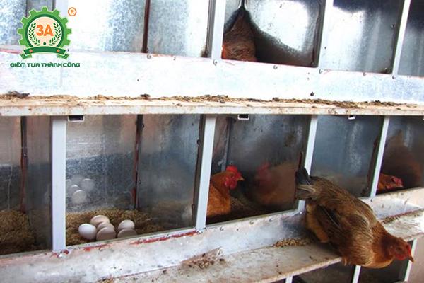 Kỹ thuật nuôi gà đẻ trứng thả vườn - Ổ đẻ cho gà