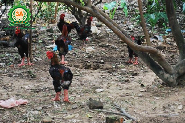Kỹ thuật nuôi gà đông tảo: Gà thả vườn sẽ giúp gà phát triển tốt hơn