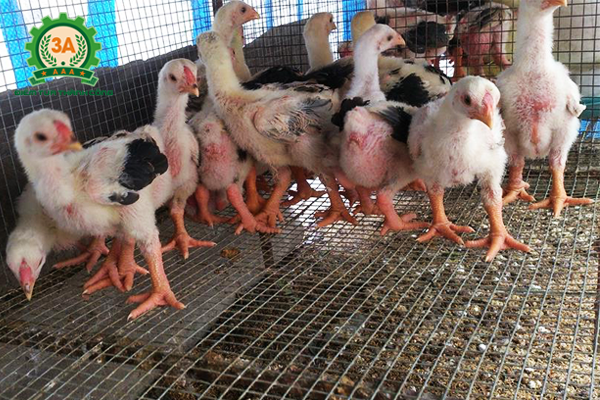 Kỹ thuật nuôi gà đông tảo: Chọn con giống khỏe mạnh