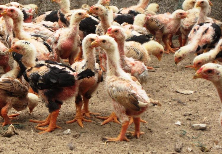 Kỹ thuật nuôi gà Đông Tảo