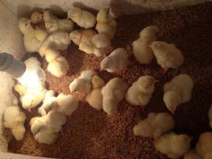 Kỹ thuật nuôi gà đông tảo sinh sản