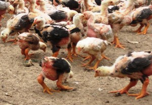 Kỹ thuật nuôi gà Đông Tảo sinh sản