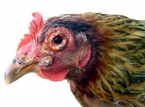 Kỹ thuật nuôi gà Đông Tảo sinh sản
