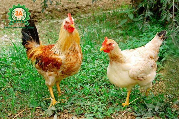 Kỹ thuật nuôi gà thả vườn: Gà thả vườn mạnh khỏe phát triển tốt
